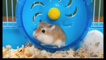 عجلة المرح: اختيار أفضل عجلة تمرين للهامستر الخاص بك
