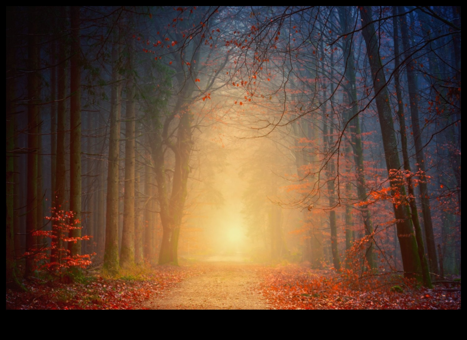 هالة الخريف: تقنيات تصوير ألوان الخريف الدافئة