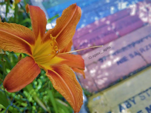 امرأة تلتقط صورة لغروب الشمس الجميل