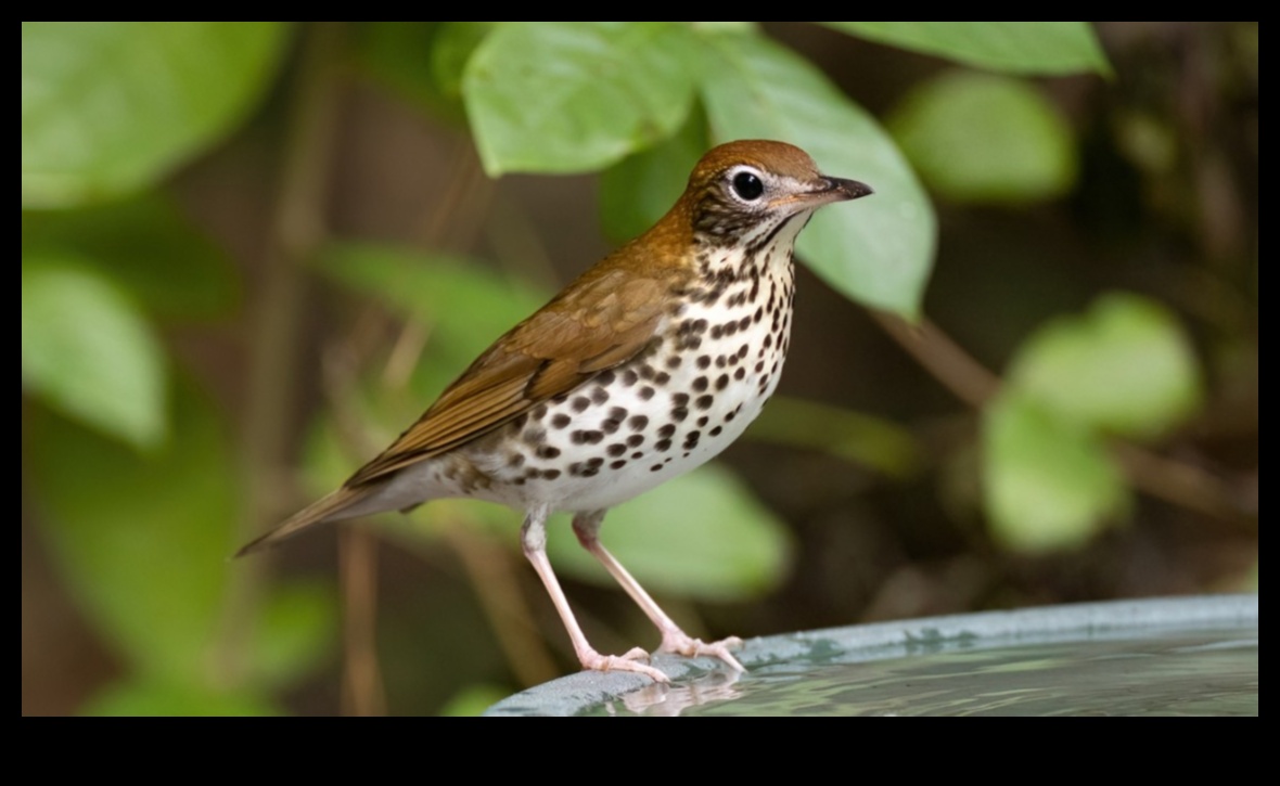 سجلات الحفاظ على الطيور: الجهود المبذولة لحماية الأنواع المهددة بالانقراض
