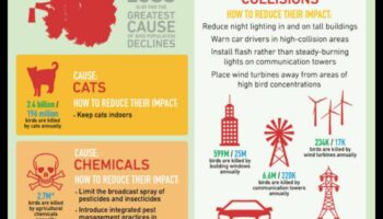 سجلات الحفاظ على الطيور: الجهود المبذولة لحماية الأنواع المهددة بالانقراض