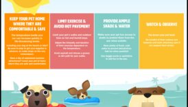 نصائح للسلامة في الصيف: حماية حيوانك الأليف من الحرارة