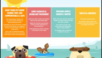 نصائح للسلامة في الصيف: حماية حيوانك الأليف من الحرارة