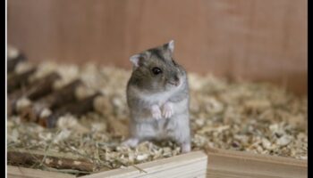 نصائح التنشئة الاجتماعية الهامستر: تشجيع التفاعلات الإيجابية