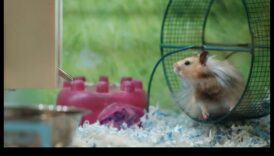 تابع سلامة عجلة الهامستر: أهمية الأسطح المريحة