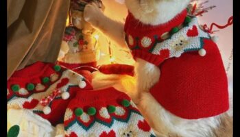 كات شيك: إكسسوار صديقك الماكر مع الذوق