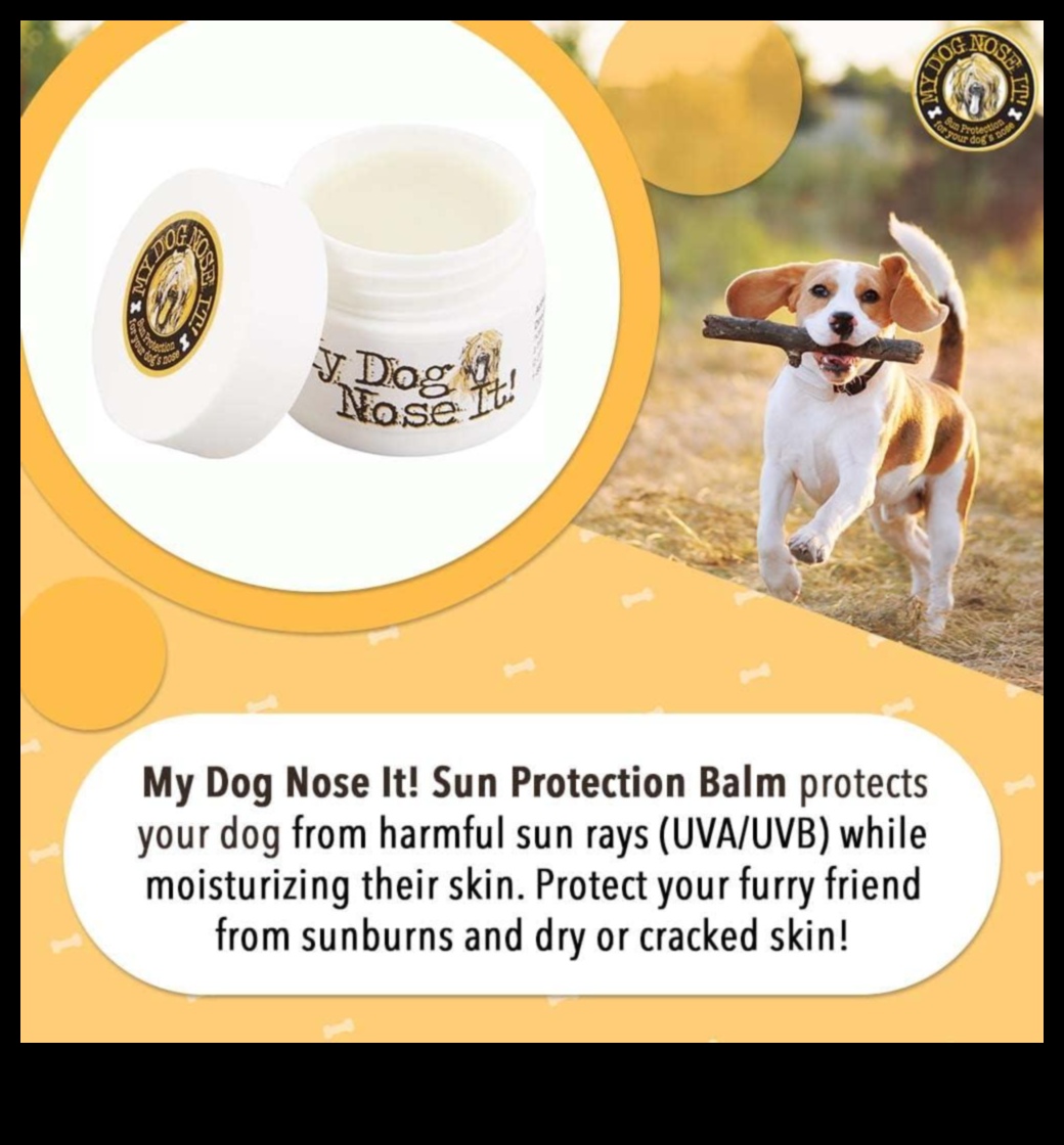 السلامة من الشمس للحيوانات الأليفة: حماية أصدقائك ذوي الفراء من الأشعة فوق البنفسجية الضارة