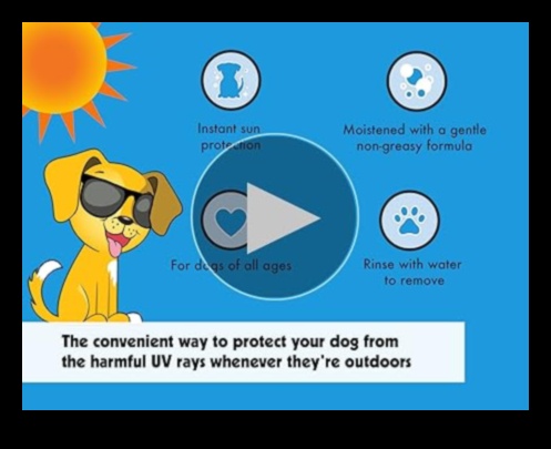 السلامة من الشمس للحيوانات الأليفة: حماية أصدقائك ذوي الفراء من الأشعة فوق البنفسجية الضارة