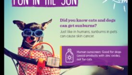 السلامة من الشمس للحيوانات الأليفة: حماية أصدقائك ذوي الفراء من الأشعة فوق البنفسجية الضارة