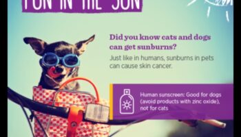 السلامة من الشمس للحيوانات الأليفة: حماية أصدقائك ذوي الفراء من الأشعة فوق البنفسجية الضارة