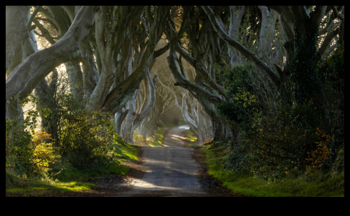 أسرار التكوين: إطلاق العنان لقوة التصوير الفوتوغرافي الرائع